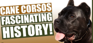 cane corso history