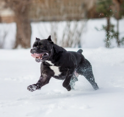 Cane Corso characteristics,